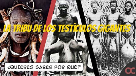 tribu testiculos grandes